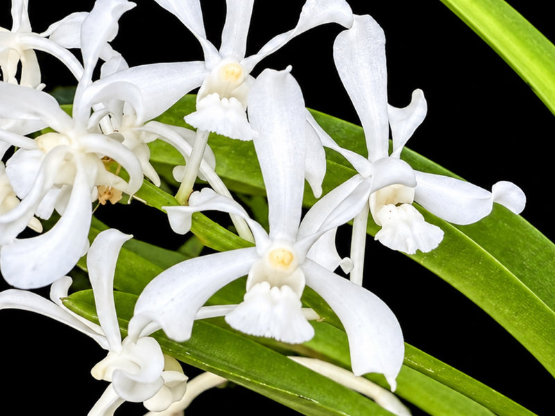 Vanda coerulescens f. alba