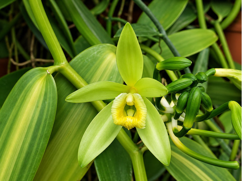 Vanilla planifolia variegated