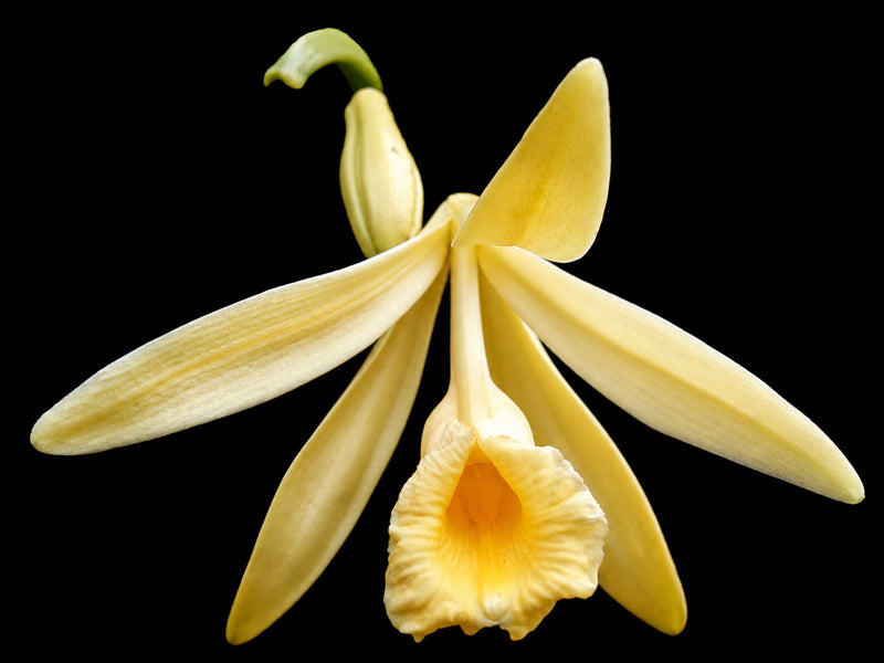 Vanilla pompona (9cm Topf)