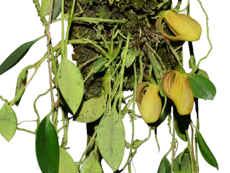 Zootrophion hirtzii (5 cm Topf)