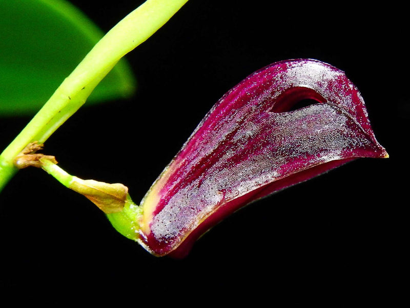 Zootrophion atropurpureum (9cm Topf)