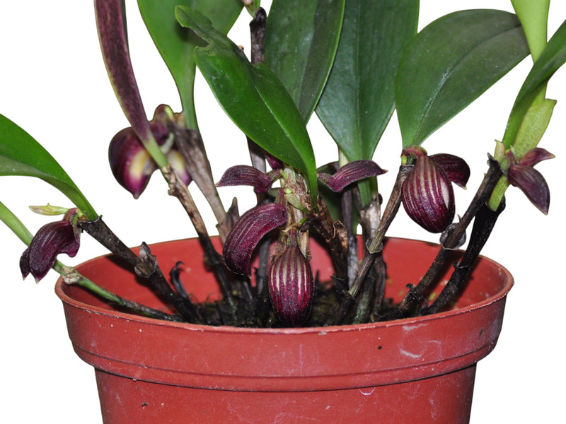Zootrophion atropurpureum (5 cm Topf)