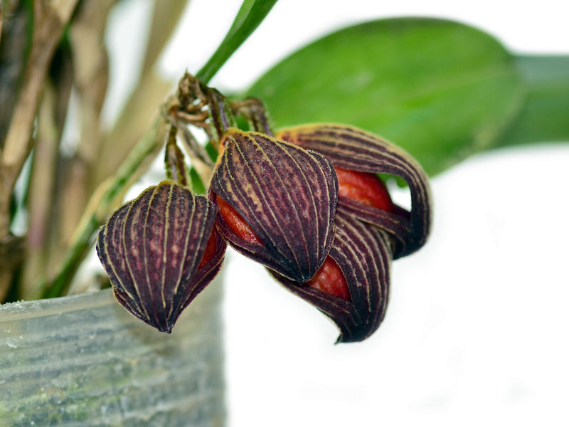 Zootrophion dayanum (5 cm Topf)