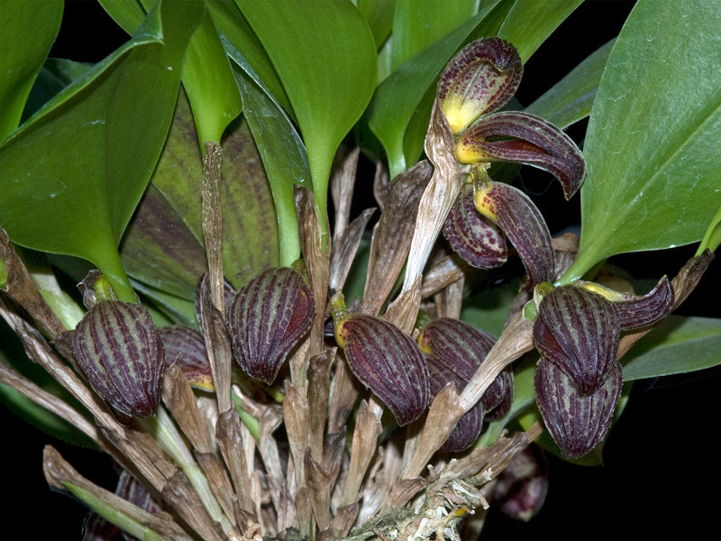 Zootrophion dayanum (5 cm Topf)