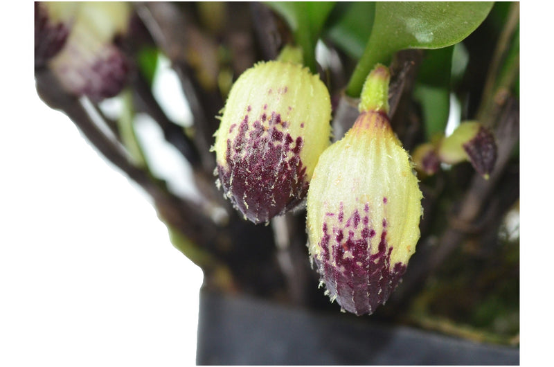Zootrophion lappaceum