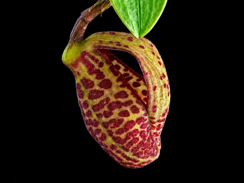Zootrophion serpentinum