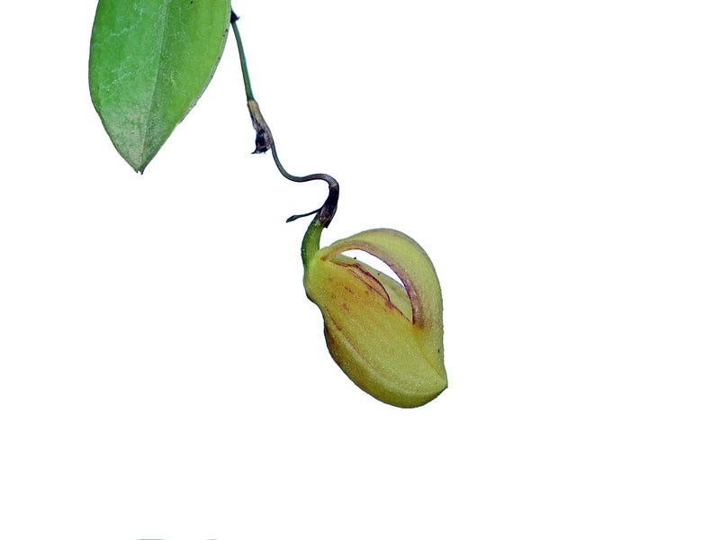 Zootrophion hirtzii (5 cm Topf)