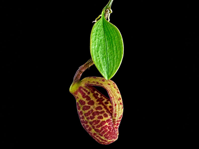 Zootrophion serpentinum