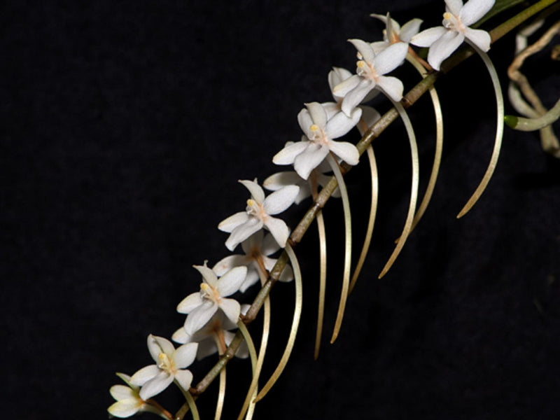 Aerangis mystacidii OP invitro