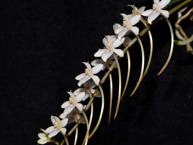 Aerangis mystacidii OP invitro