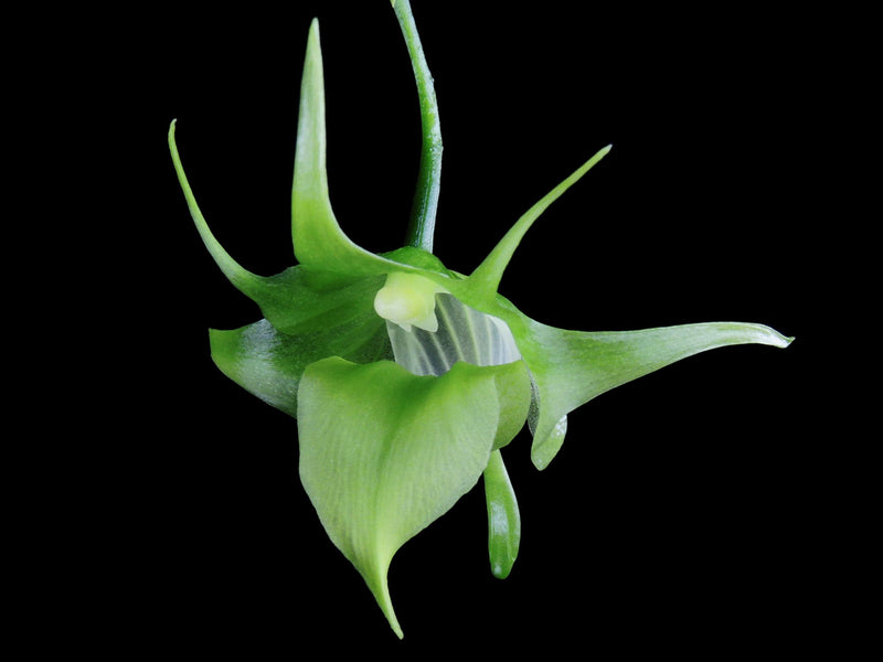 Aeranthes ramosa