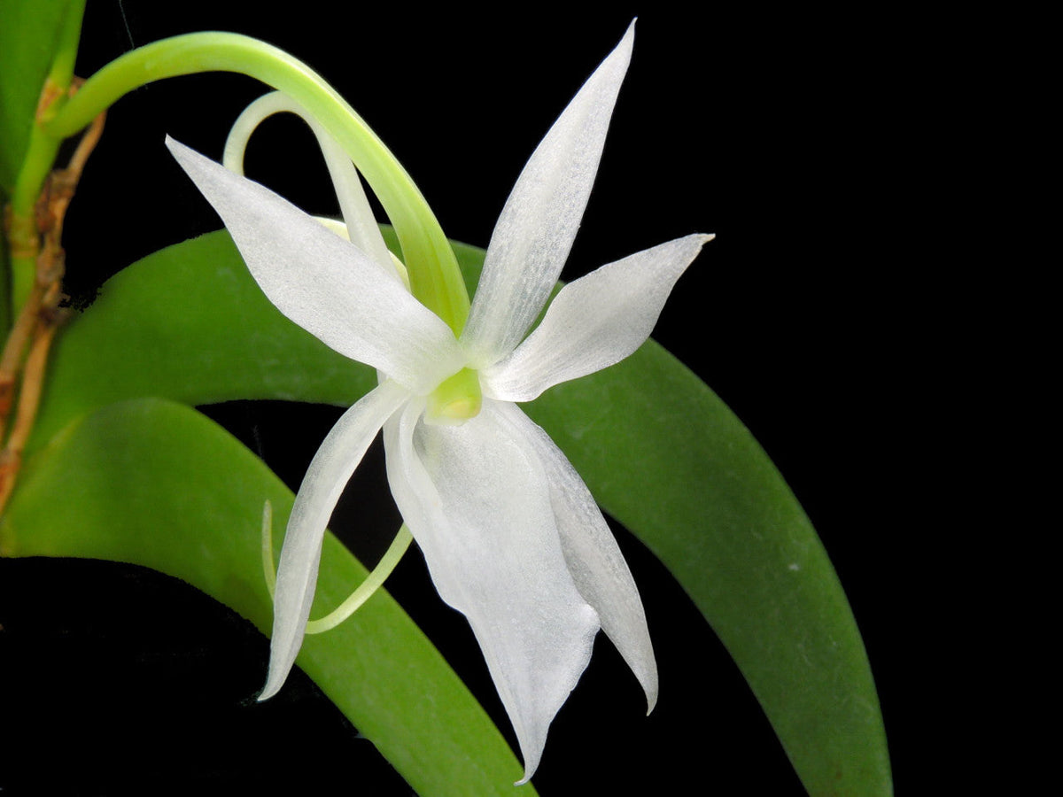 Angraecum leonis — Ecuagenera Europe GmbH