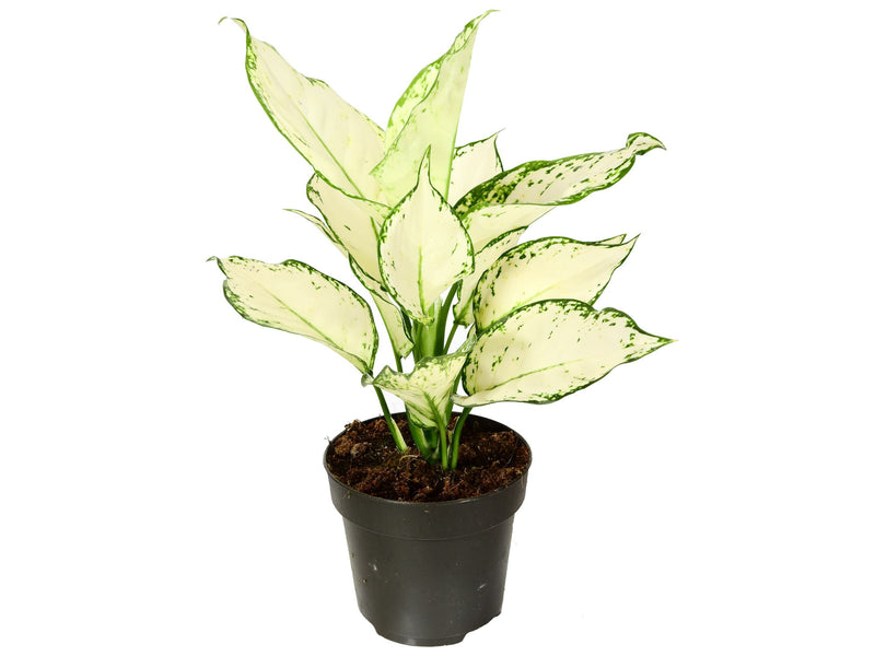 Aglaonema commutatum 'White Joy'