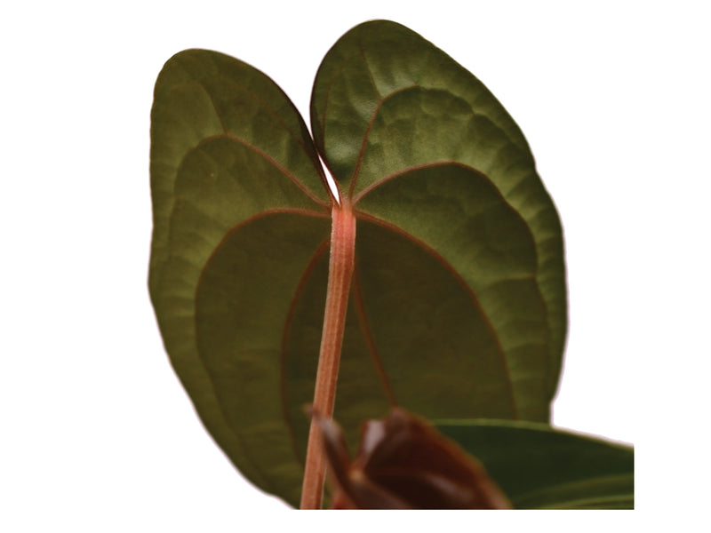 Anthurium Ximeportilla
