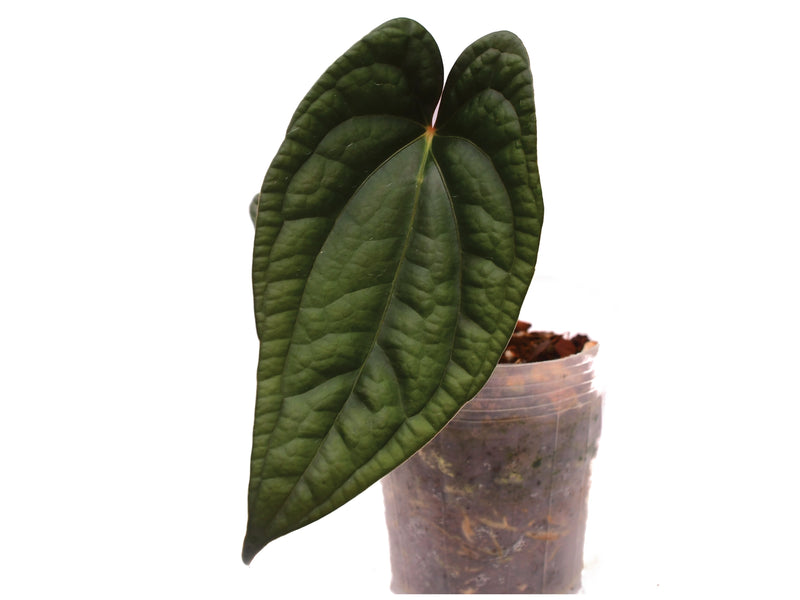 Anthurium Ximeportilla