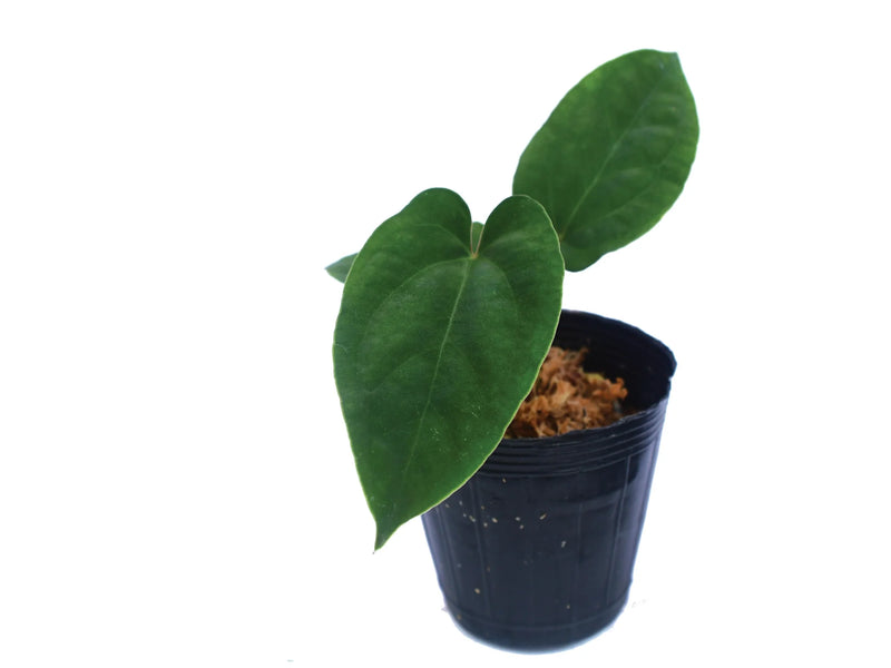 Anthurium dressleri s