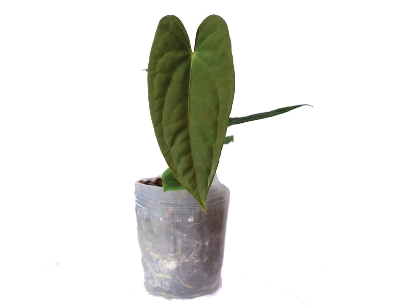 Anthurium Butterfly Ears