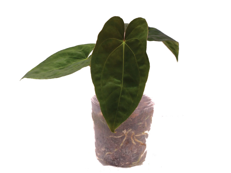 Anthurium (papillilaminum x dressleri)