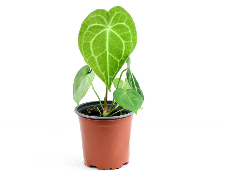 Anthurium clarinervium S (Topf 11cm)