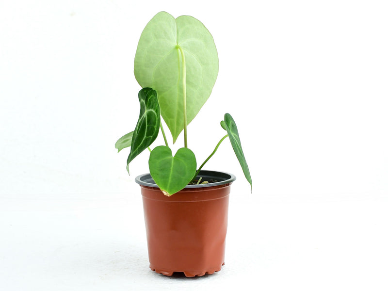 Anthurium clarinervium S (Topf 11cm)