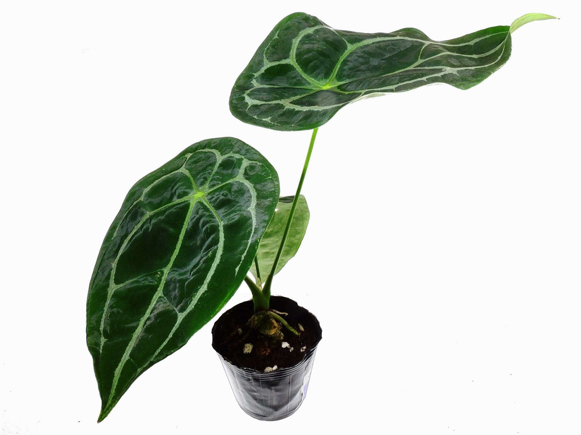 anthurium forgetii white stripes Anthurium forgetii 'White Stripes' — Ecuagenera Europe GmbH