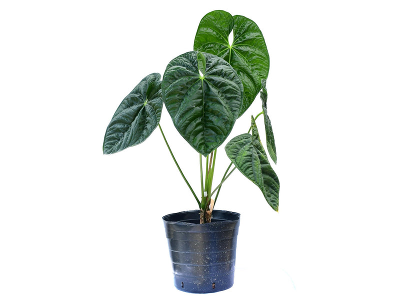 Anthurium After Midnight