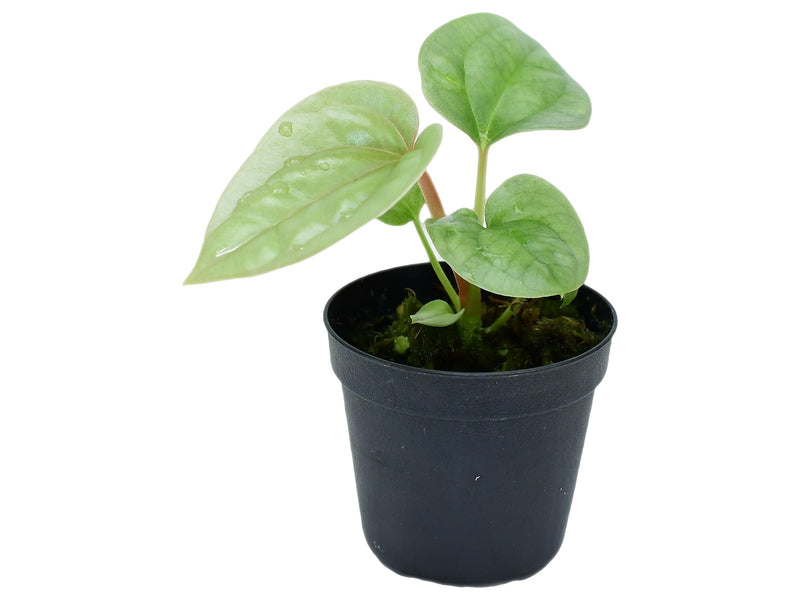 Anthurium luxurians XS (5cm Topf)