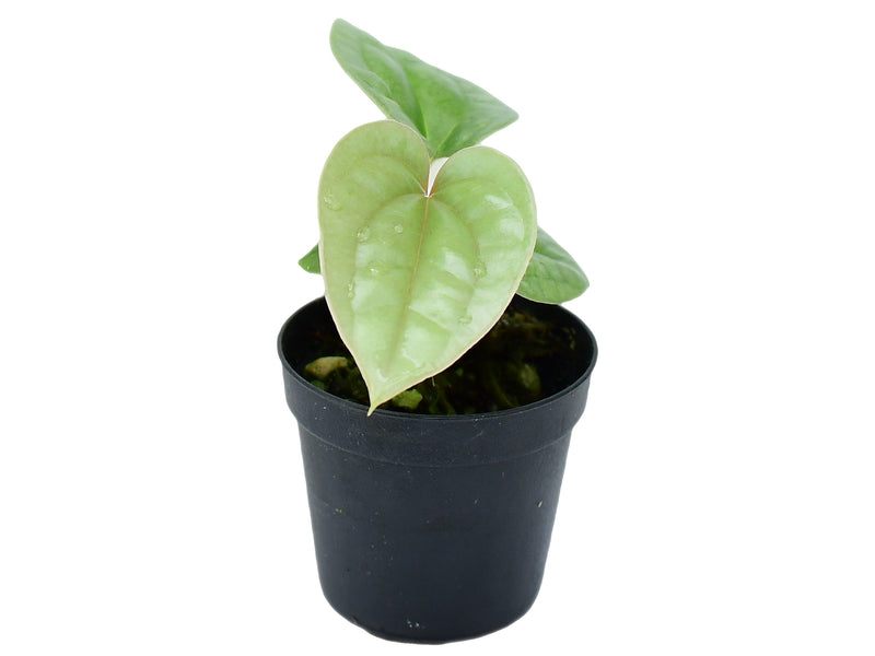 Anthurium luxurians XS (5cm Topf)