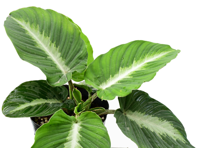 Adelonema pallidinervium