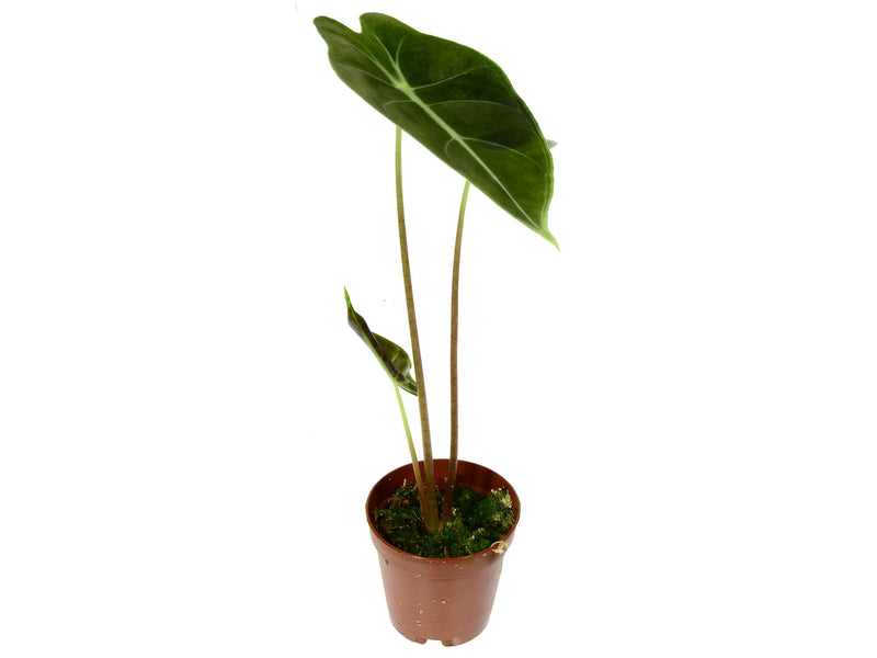 Alocasia longiloba 'Purple Prince' XS (5,5 cm topf)
