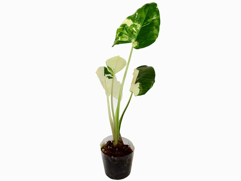 Alocasia micholitziana variegata 'Frydek'