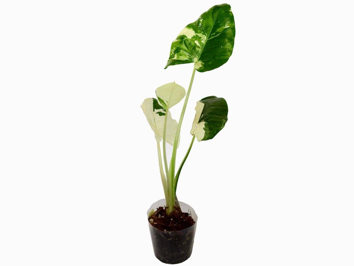 alocasia variegata kaufen Alocasia micholitziana variegata 'Frydek' (11cm Topf) — Ecuagenera Europe  GmbH