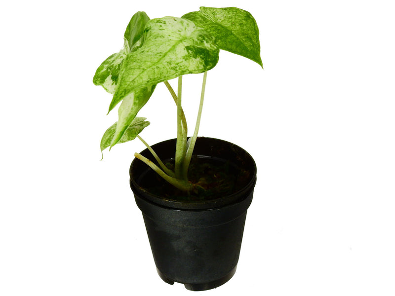 Alocasia odora 'Batik' variegated XS (5,5cm Topf)
