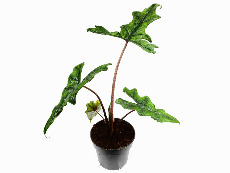 Alocasia tandurusa 'Jacklyn' (12cm Topf)