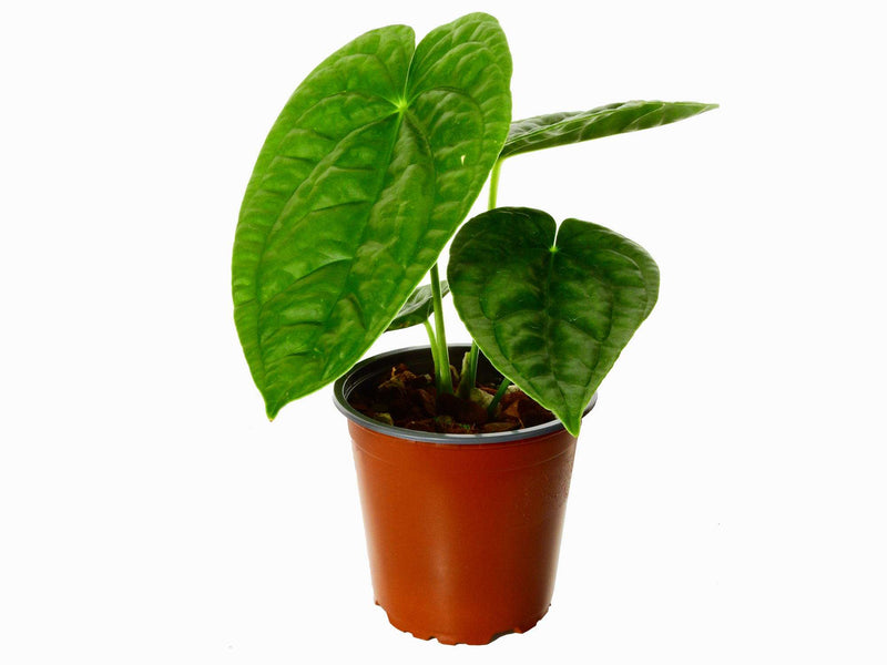 Anthurium After Midnight