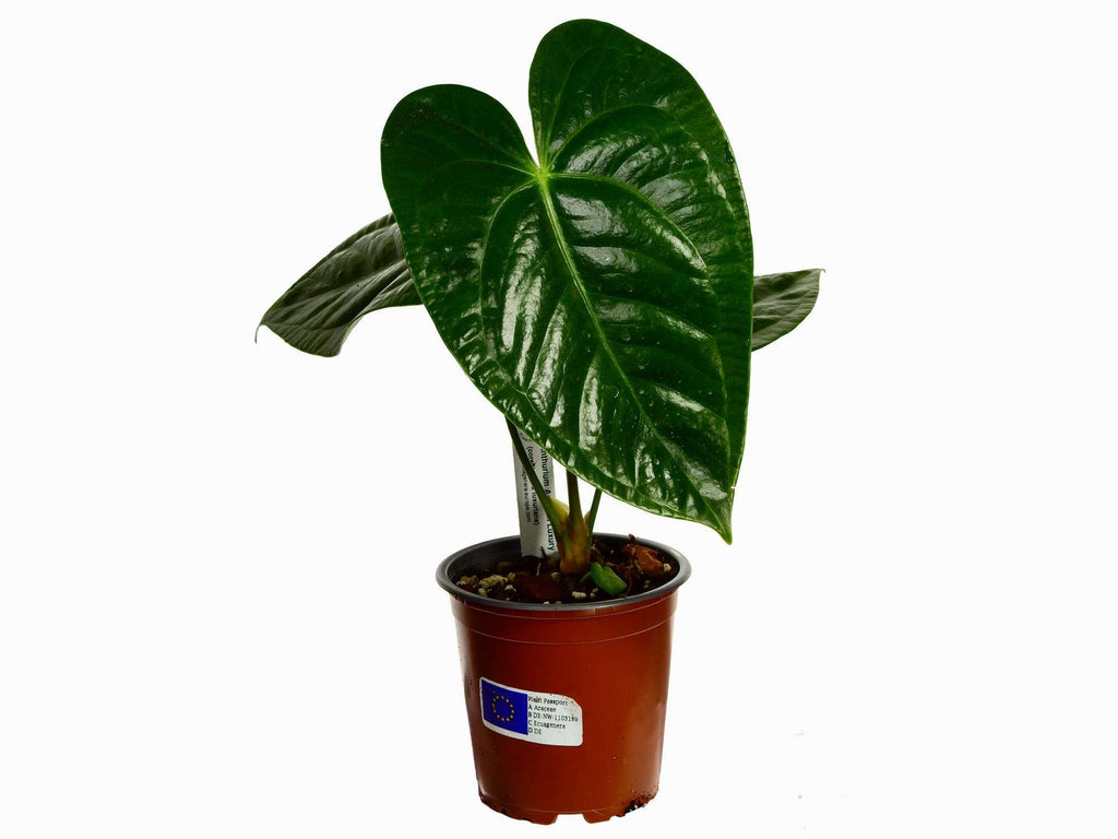 anthurium amazon luxury Anthurium Amazon Luxury — Ecuagenera Europe GmbH