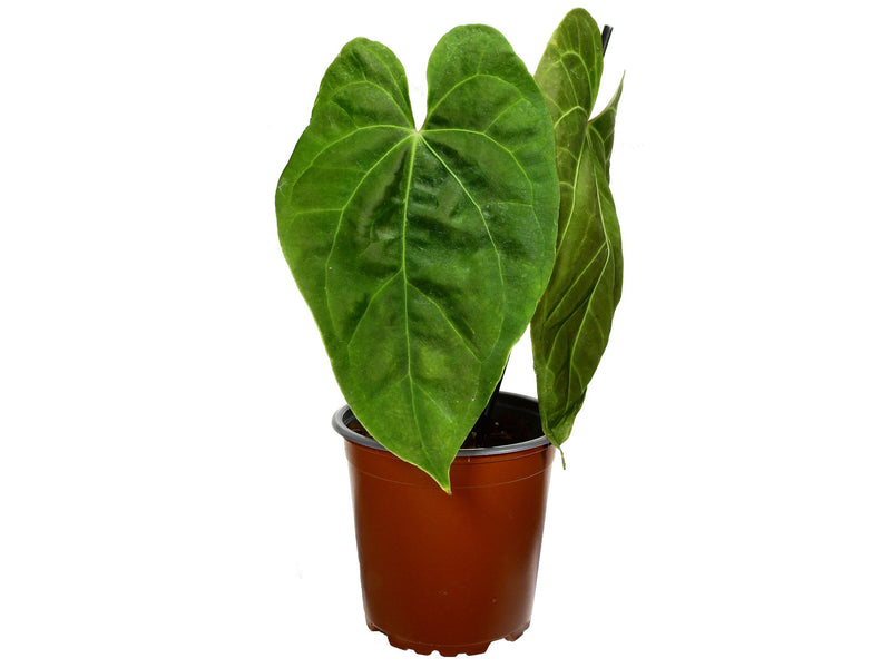 Anthurium Andean Moon