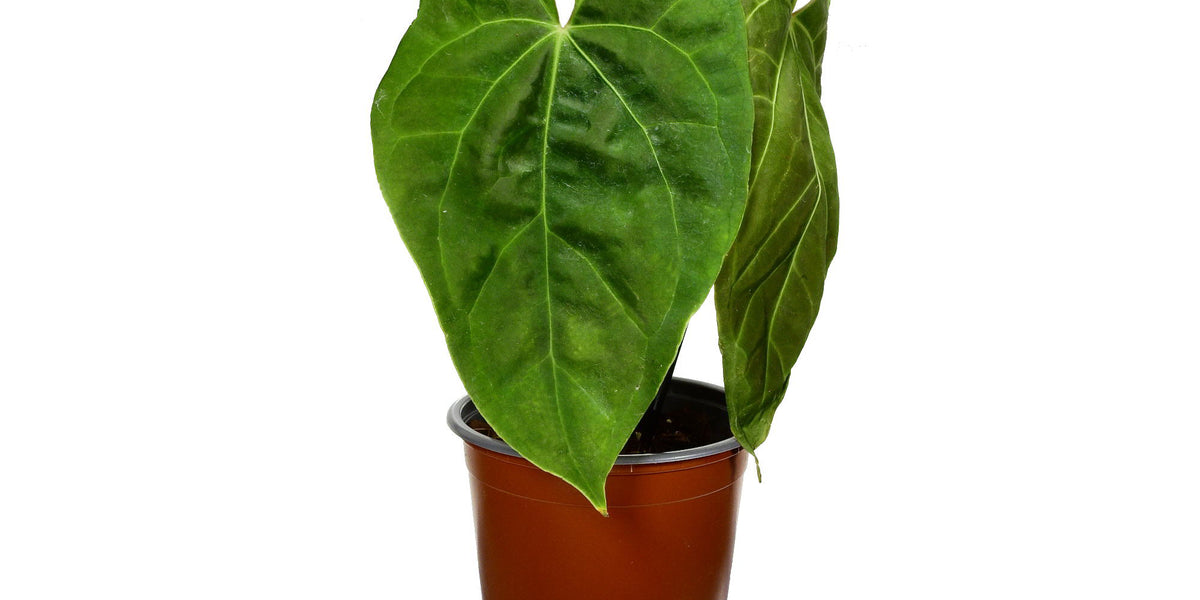 air purification plants indoor Air Purifying Trio Houseplants with Planter - Medium/Large Top Half Dusty Rose/Dusty Rose Planters