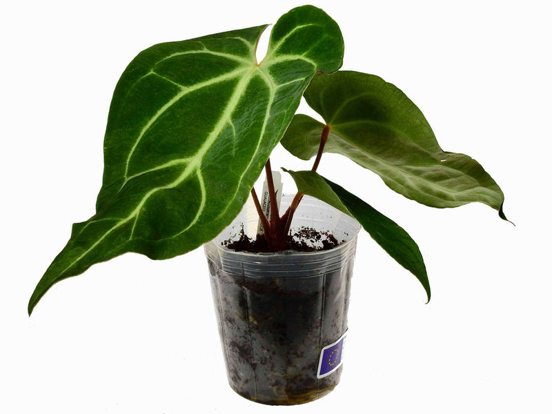 Anthurium Magnificent Girl "Inverse"