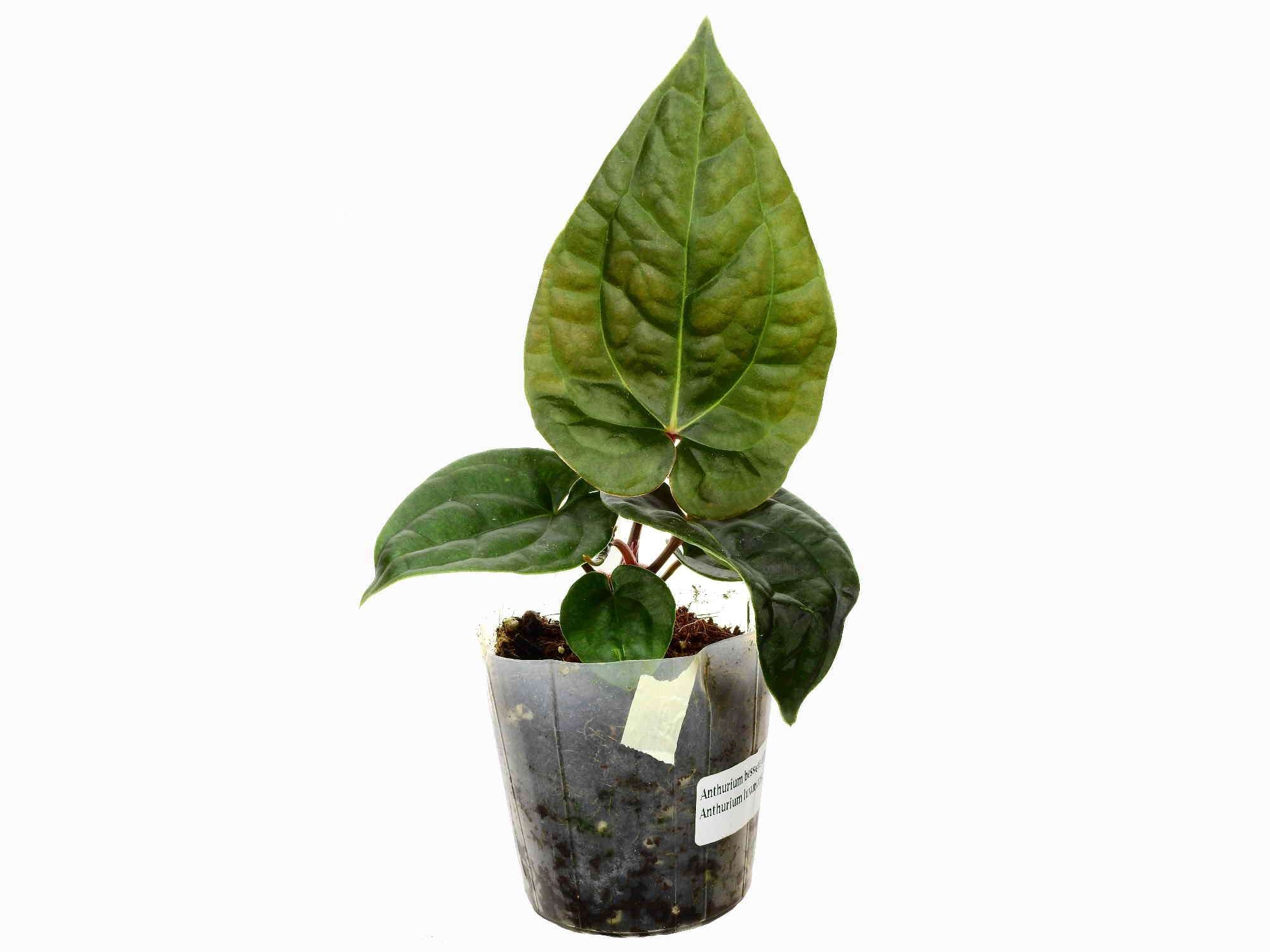 Anthurium Amazon Diamond — Ecuagenera Europe GmbH