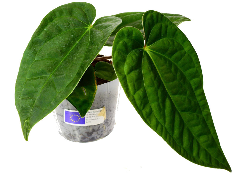 Anthurium Black Diamond S