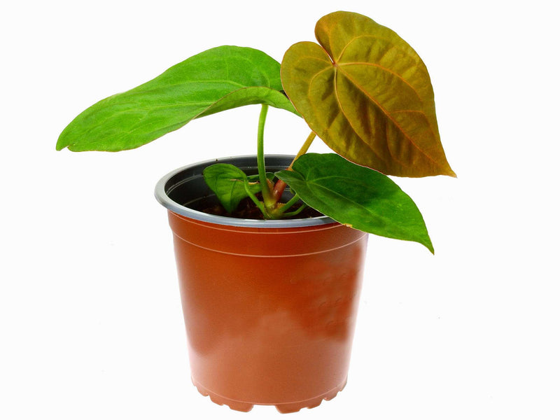 Anthurium Crystal Dress