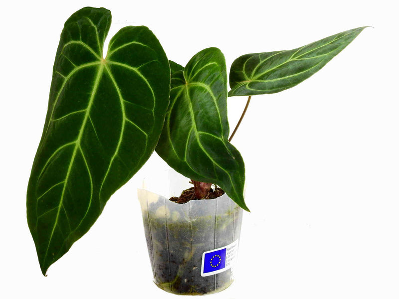 Anthurium Crystal Sky