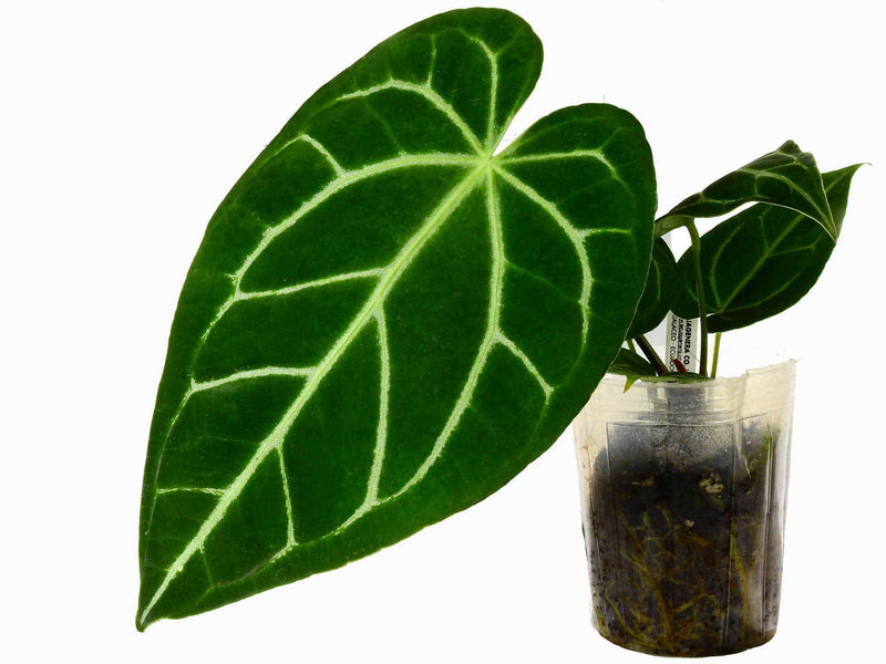 Anthurium Shuar Soul