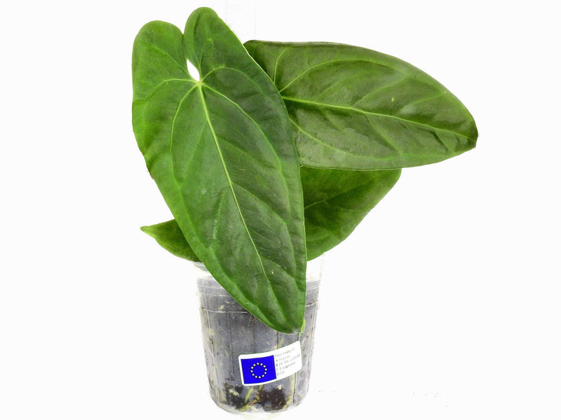 Anthurium Amazon Night Fox