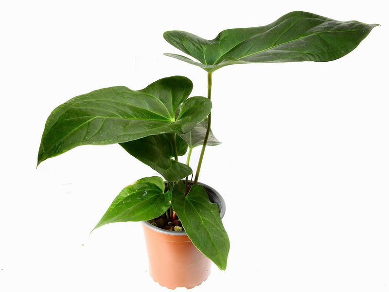 Anthurium Rabbit Ears