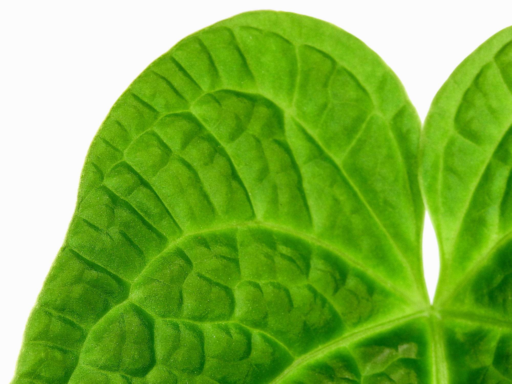 Anthurium Splendid Crystal — Ecuagenera Europe GmbH