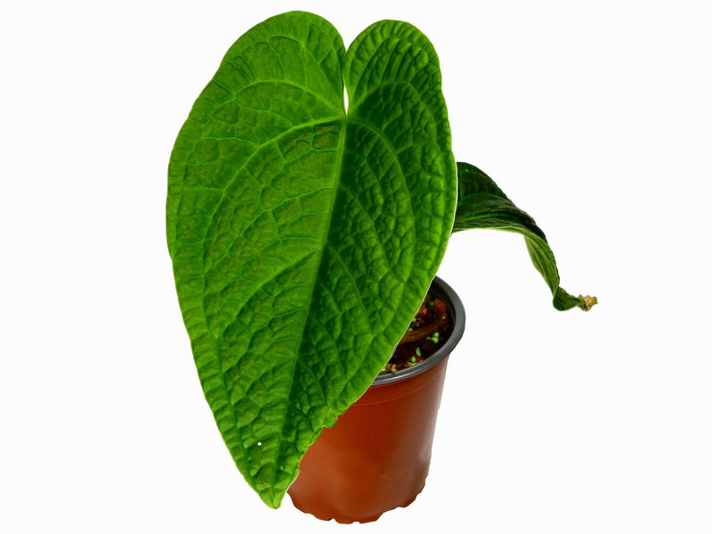 Anthurium Splendid Crystal