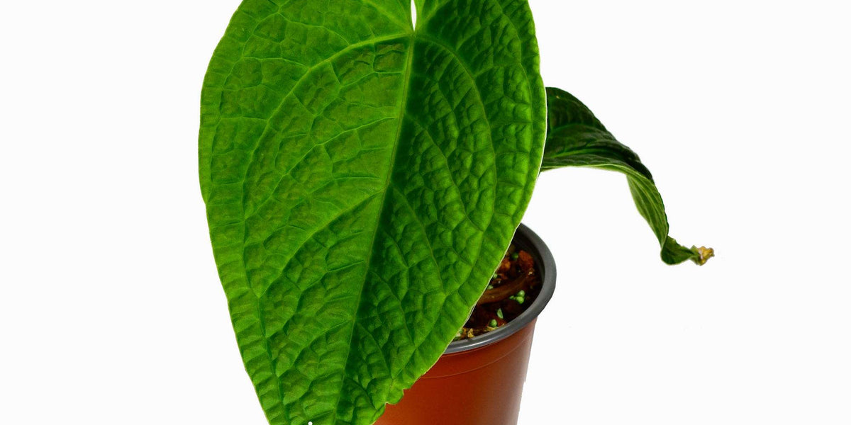 Anthurium Splendid Crystal — Ecuagenera Europe GmbH
