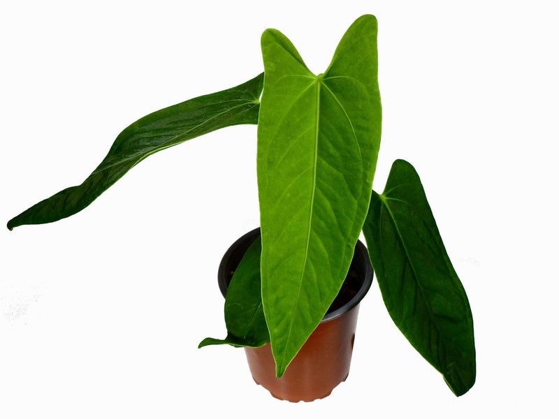 Anthurium Dr. Kiat Tan S